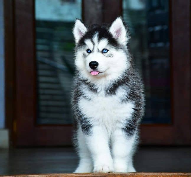 IMPORTED SIBERIAN HUSKY PUPPIES AVAILABLE FOR SALE 1