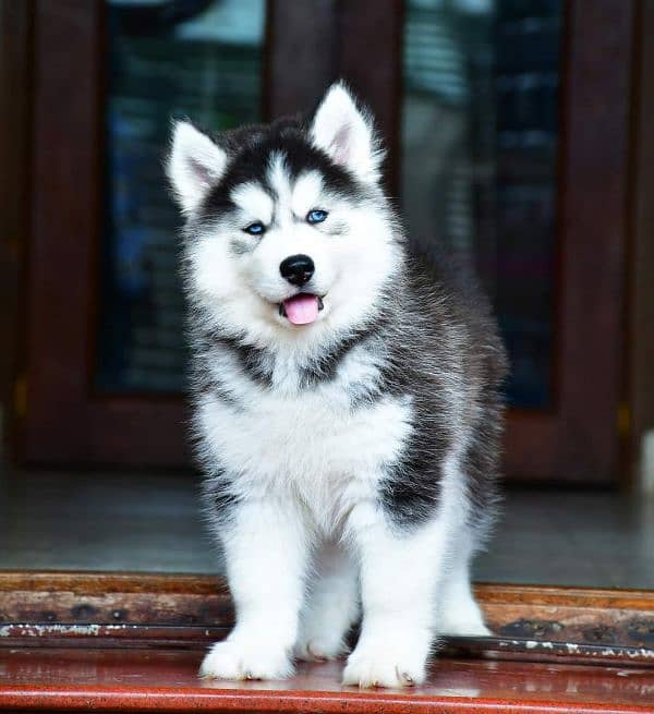 IMPORTED SIBERIAN HUSKY PUPPIES AVAILABLE FOR SALE 2