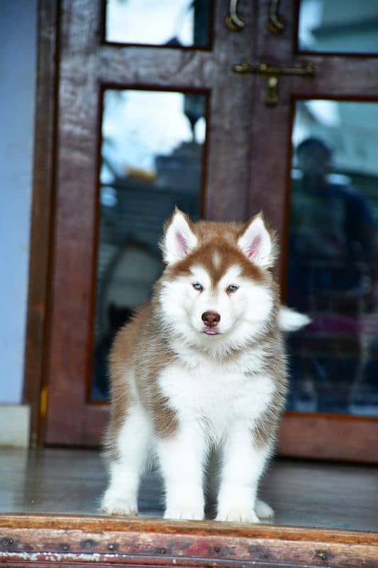 IMPORTED SIBERIAN HUSKY PUPPIES AVAILABLE FOR SALE 3