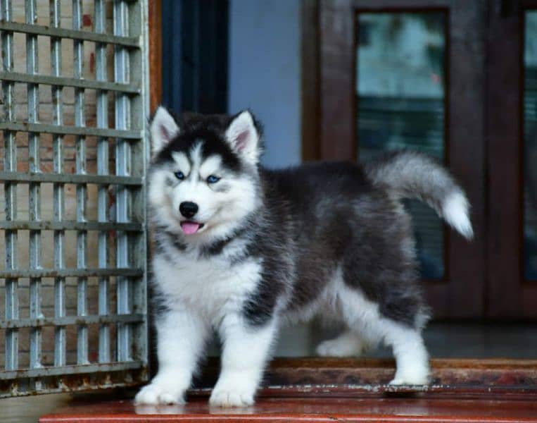 IMPORTED SIBERIAN HUSKY PUPPIES AVAILABLE FOR SALE 4