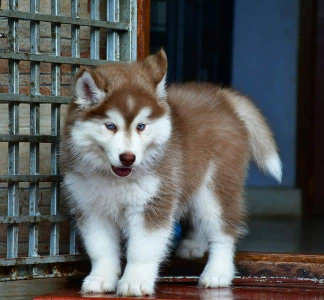 IMPORTED SIBERIAN HUSKY PUPPIES AVAILABLE FOR SALE 5