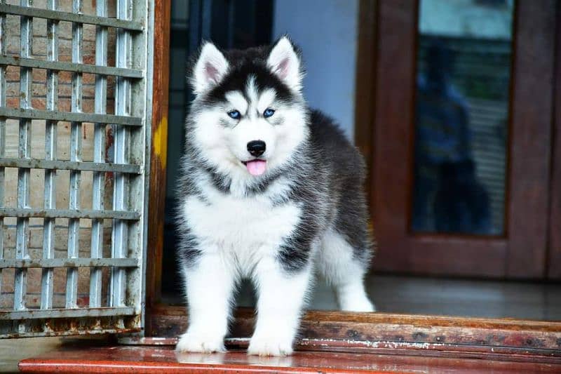 IMPORTED SIBERIAN HUSKY PUPPIES AVAILABLE FOR SALE 6