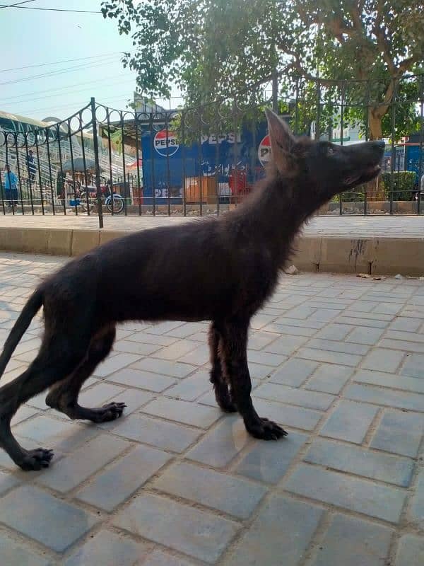 German shepherd black female 1