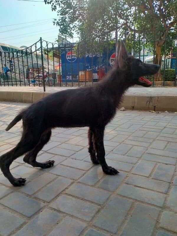 German shepherd black female 2