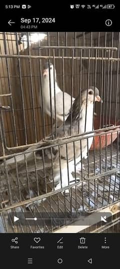 silver sherazi pair  age 1 year