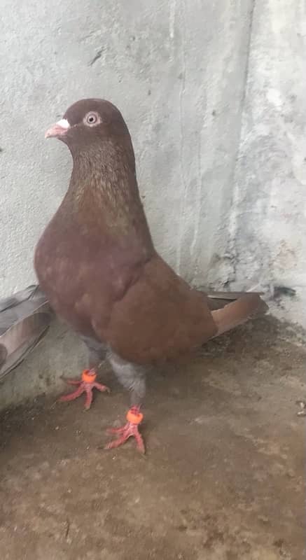 surkha breeder male for sale 0