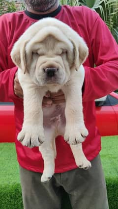 IMPORTED BRITISH LABRADOR PUPPY AVAILABLE FOR SALE