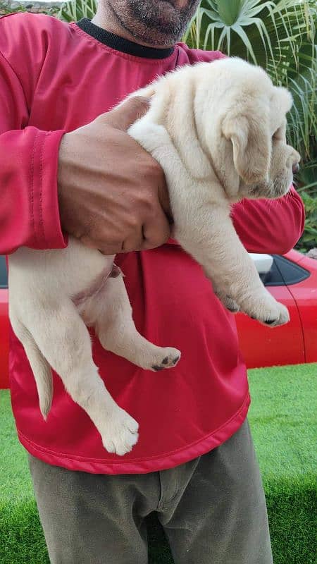 IMPORTED BRITISH LABRADOR PUPPY AVAILABLE FOR SALE 1