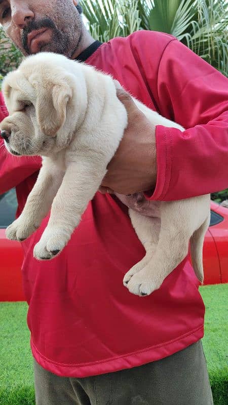 IMPORTED BRITISH LABRADOR PUPPY AVAILABLE FOR SALE 2