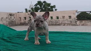 IMPORTED FRENCH BULLDOG PUPPY AVAILABLE FOR SALE