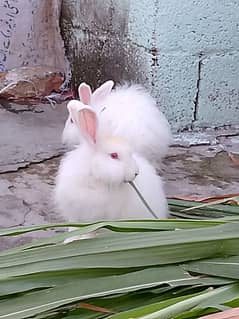 Rabbit/ rabbit for sale / angoora rabbit / khargosh