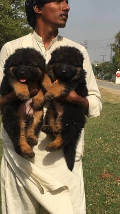 TOP QUALITY GERMAN SHEPHERD PUPPIES AVAILABLE FOR SALE