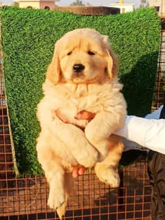 IMPORTED GOLDEN RETRIEVER PUPPY AVAILABLE FOR SALE