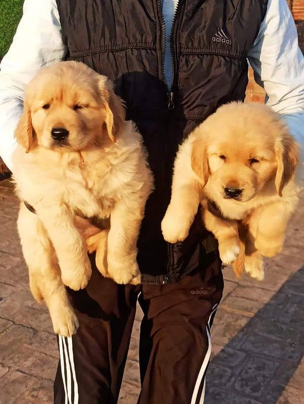 IMPORTED GOLDEN RETRIEVER PUPPY AVAILABLE FOR SALE 1