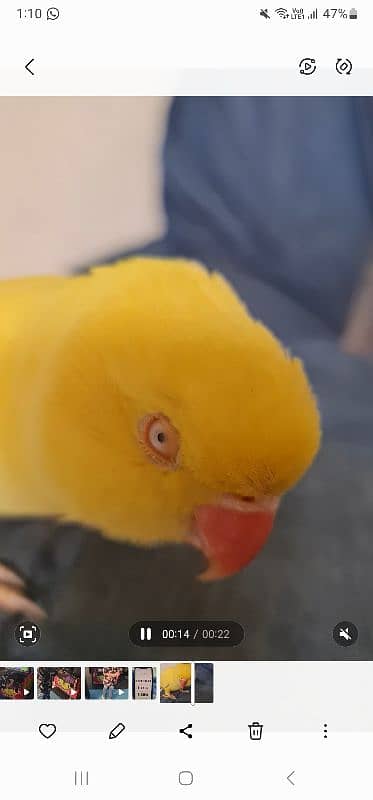 yellow ringneck female 30 months age Ready to Breed mithu sitiyan 0