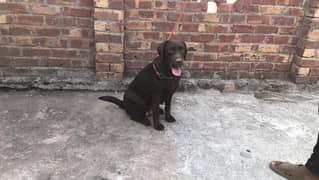 Chocolate Labrador female pedigree 0