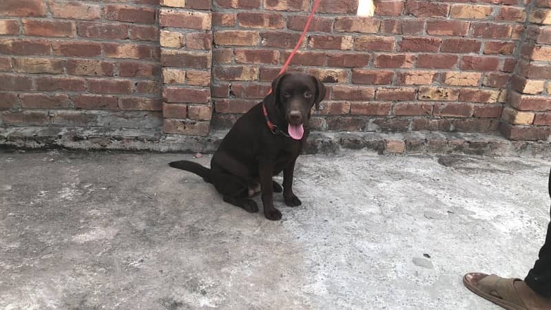 Chocolate Labrador female pedigree 1