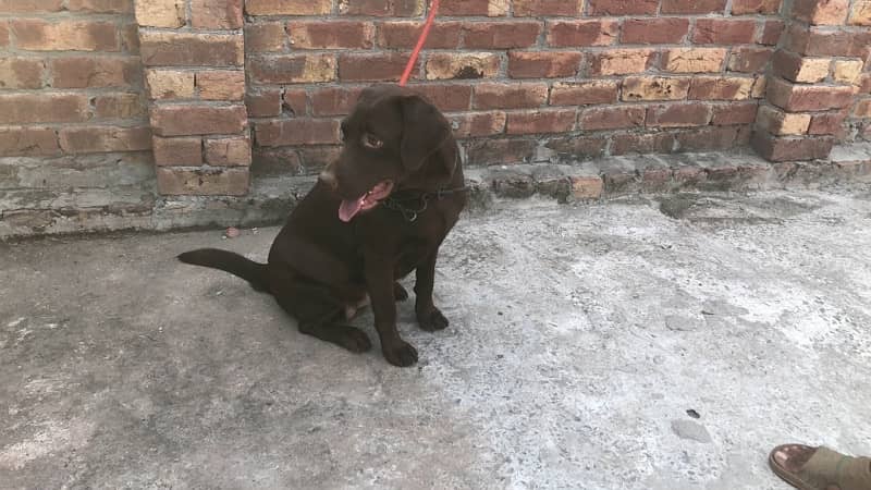 Chocolate Labrador female pedigree 2