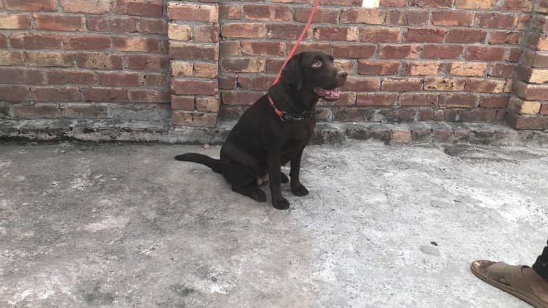 Chocolate Labrador female pedigree 3