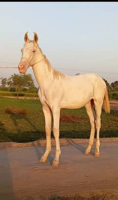 White Horse baby for sale