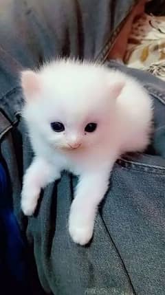 Persian Cat for sale my WhatsApp number 03238950275