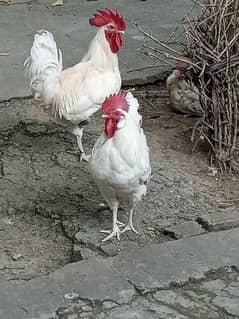 Two murgay for sale 2400 ka aik