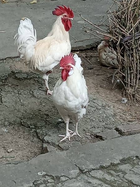 Two murgay for sale 3000 ka aik 0