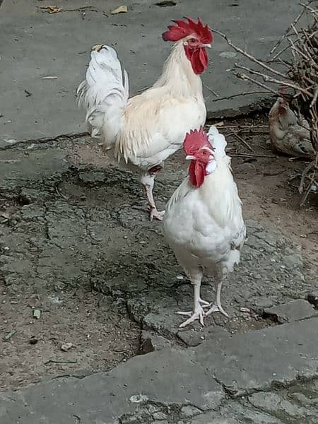 Two murgay for sale 3000 ka aik 1