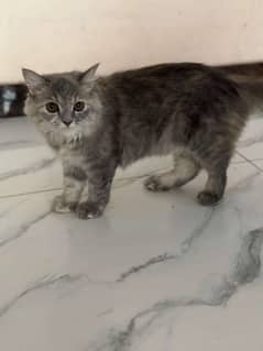 persian grey with multicolour female tripple coat