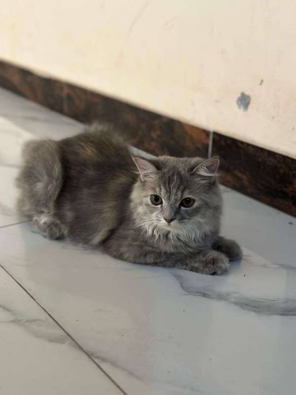 persian grey with multicolour female tripple coat 2