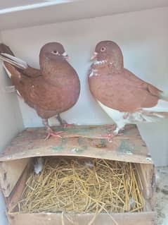 king pigeon pair for sale