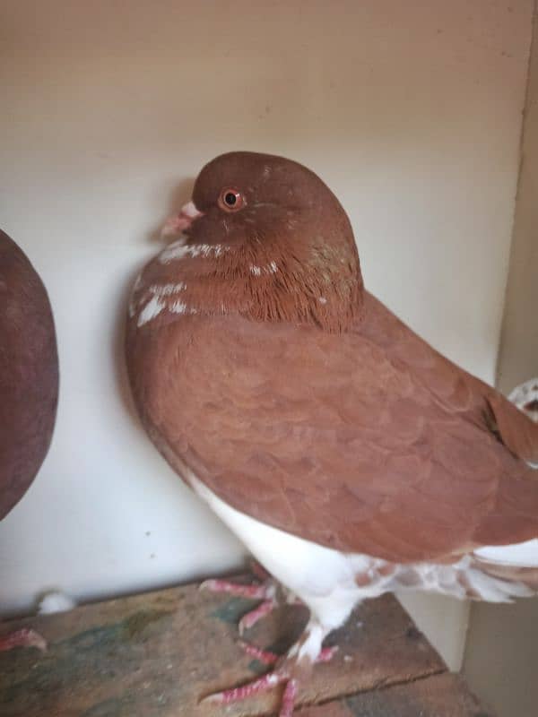 king pigeon pair for sale 2