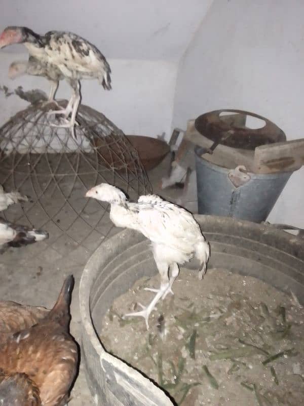 aseel hens for sell 1