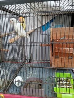 love bird breeder pair egg ka sath