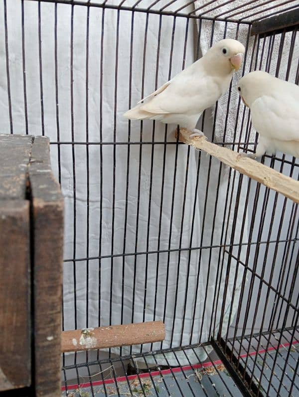 love bird breeder pair egg ka sath 1