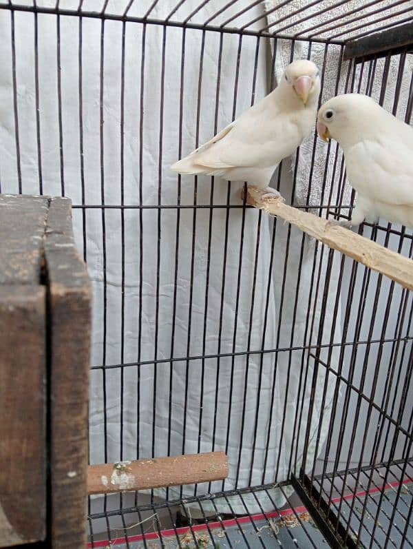 love bird breeder pair egg ka sath 4