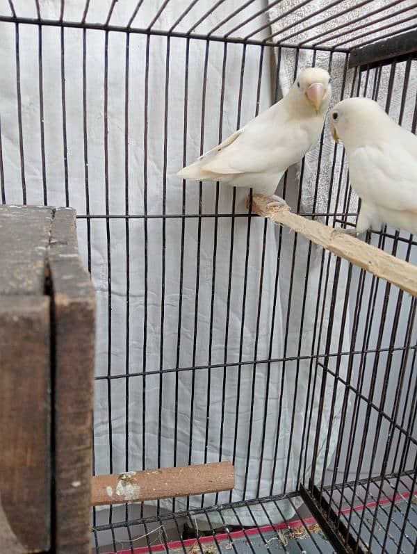 love bird breeder pair egg ka sath 5