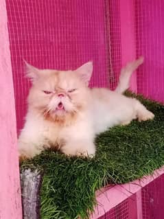 Piki cfa line male cat available for sale 0