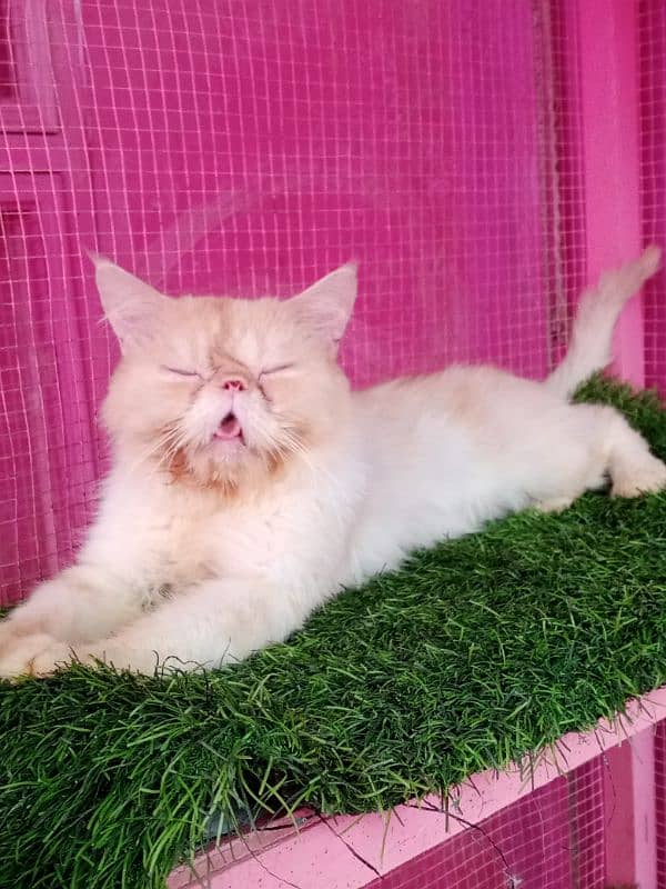 Piki cfa line male cat available for sale 2