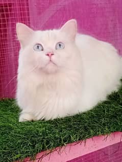 Persian male cat available for sale