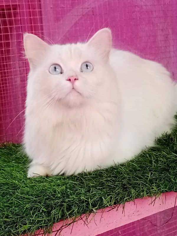 Persian male cat available for sale 0