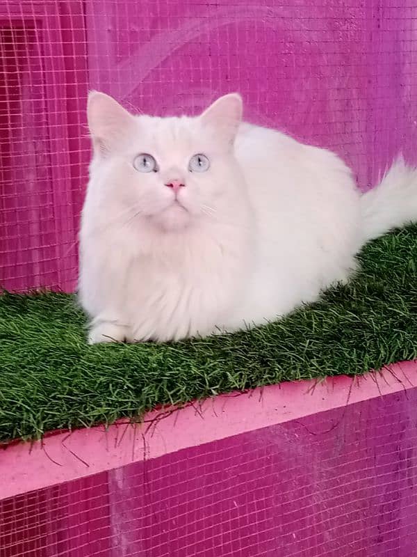 Persian male cat available for sale 1