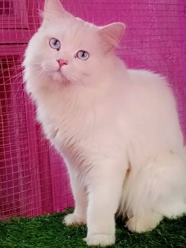 Persian male cat available for sale 2