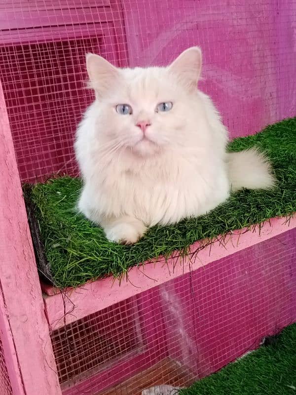 Persian male cat available for sale 3