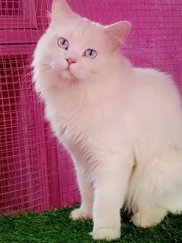 Persian male cat available for sale 4