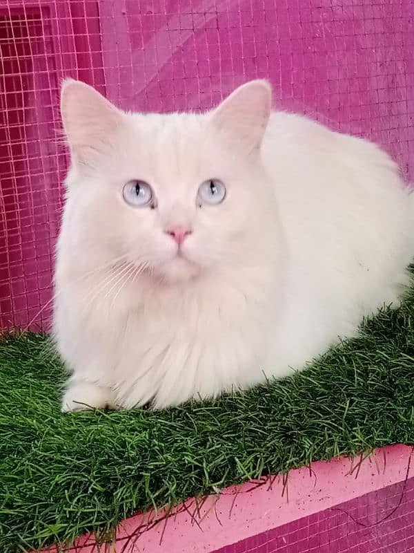 Persian male cat available for sale 5