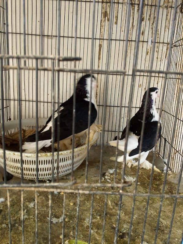 beautifull Black Sherazi pair Age almost 1 year 0