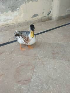 Male duck for sale