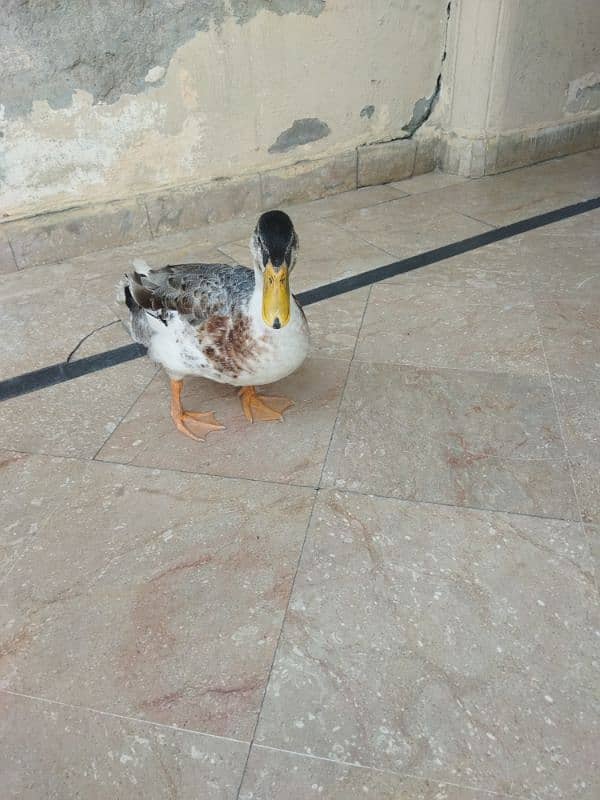 Male duck for sale 0