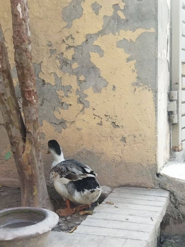 Male duck for sale 2